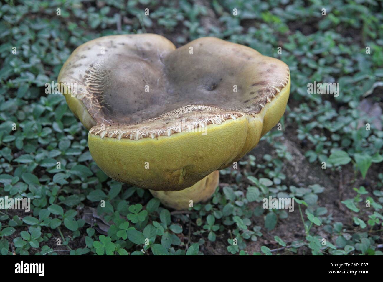 Funghi Giganti Al Sanbonani Resort, Hotel & Spa, Hazyview, Fiume Sabie, Parco Nazionale Kruger, Mpumalanga, Sud Africa. Foto Stock