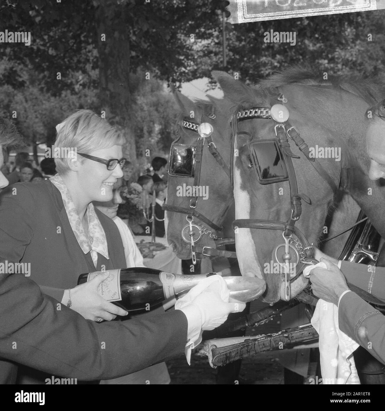 World Animal Day 1965, i cavalli ricevono cibo all'Hilton-hotel di Ada Kok, i cavalli al loro pasto Data: 4 Ottobre 1965 Parole Chiave: GIORNI animali, CAVALLI, pasti Nome personale: Hilton- Hotel, Kok, Ada Foto Stock