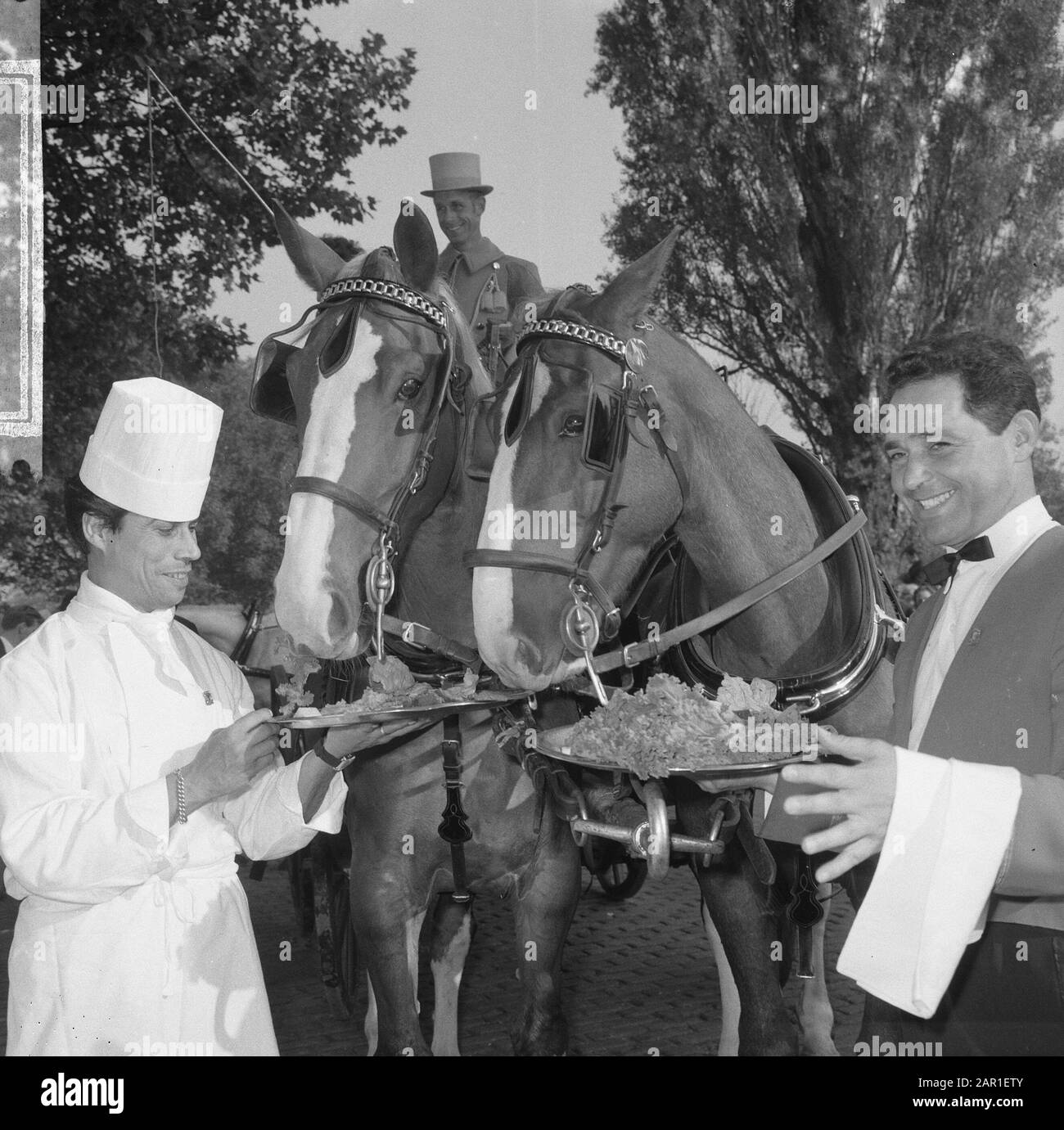 World Animal Day 1965, i cavalli ricevono cibo all'Hilton-hotel di Ada Kok, i cavalli al loro pasto Data: 4 Ottobre 1965 Parole Chiave: GIORNI animali, CAVALLI, pasti Nome personale: Hilton- Hotel, Kok, Ada Foto Stock