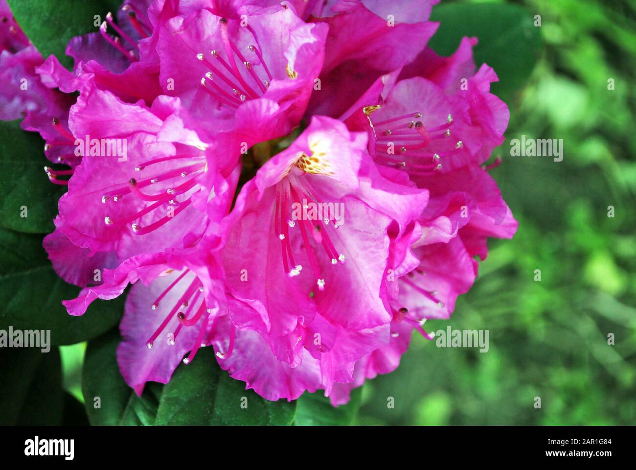 Fiori di rododendro rosa brillante, vista dall'alto, morbido sfondo verde sfocato Foto Stock