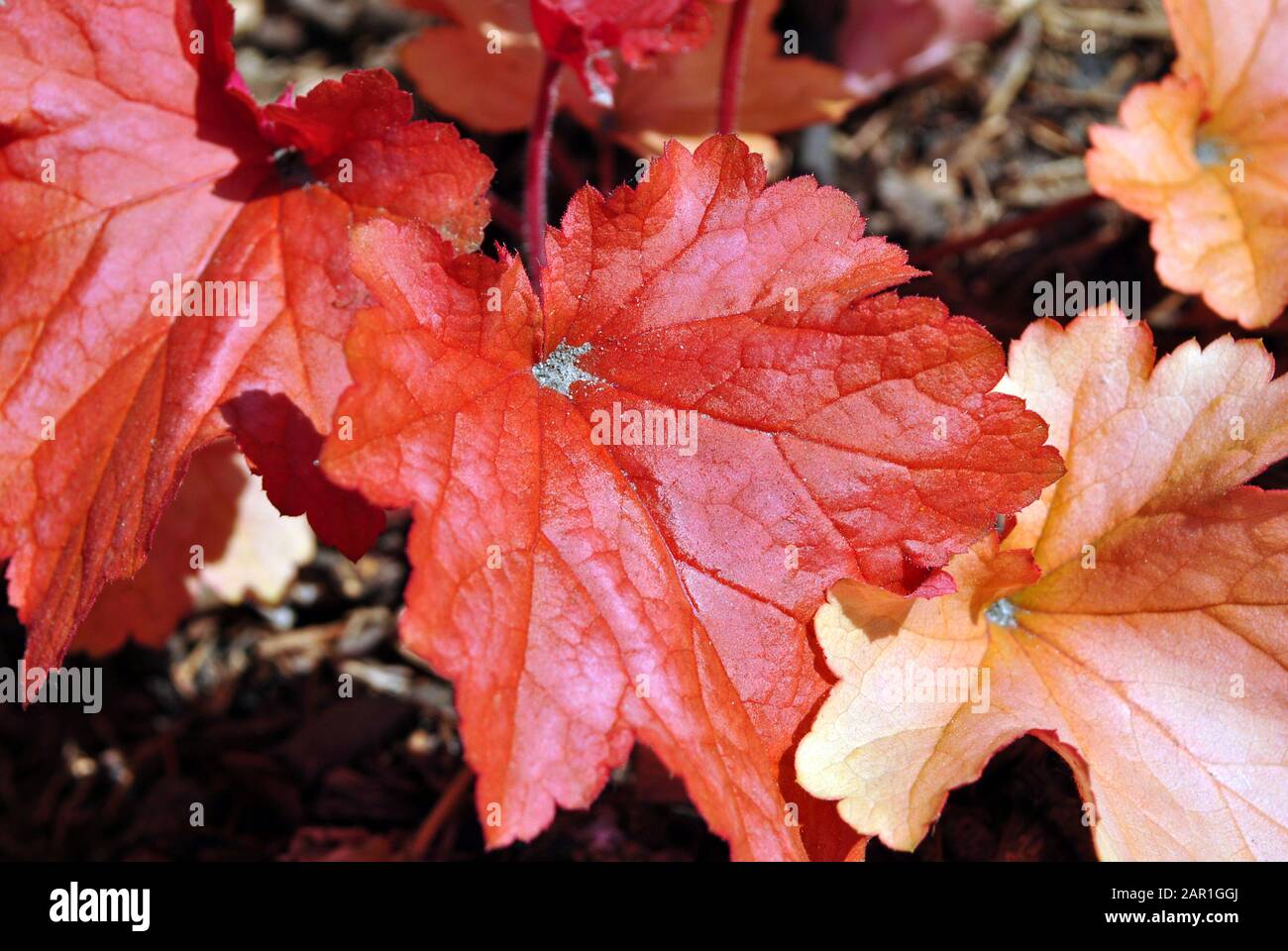 Foglie di origine di Rex-cultorum rosso, trama naturale di fondo di piante organiche, vista dall'alto Foto Stock
