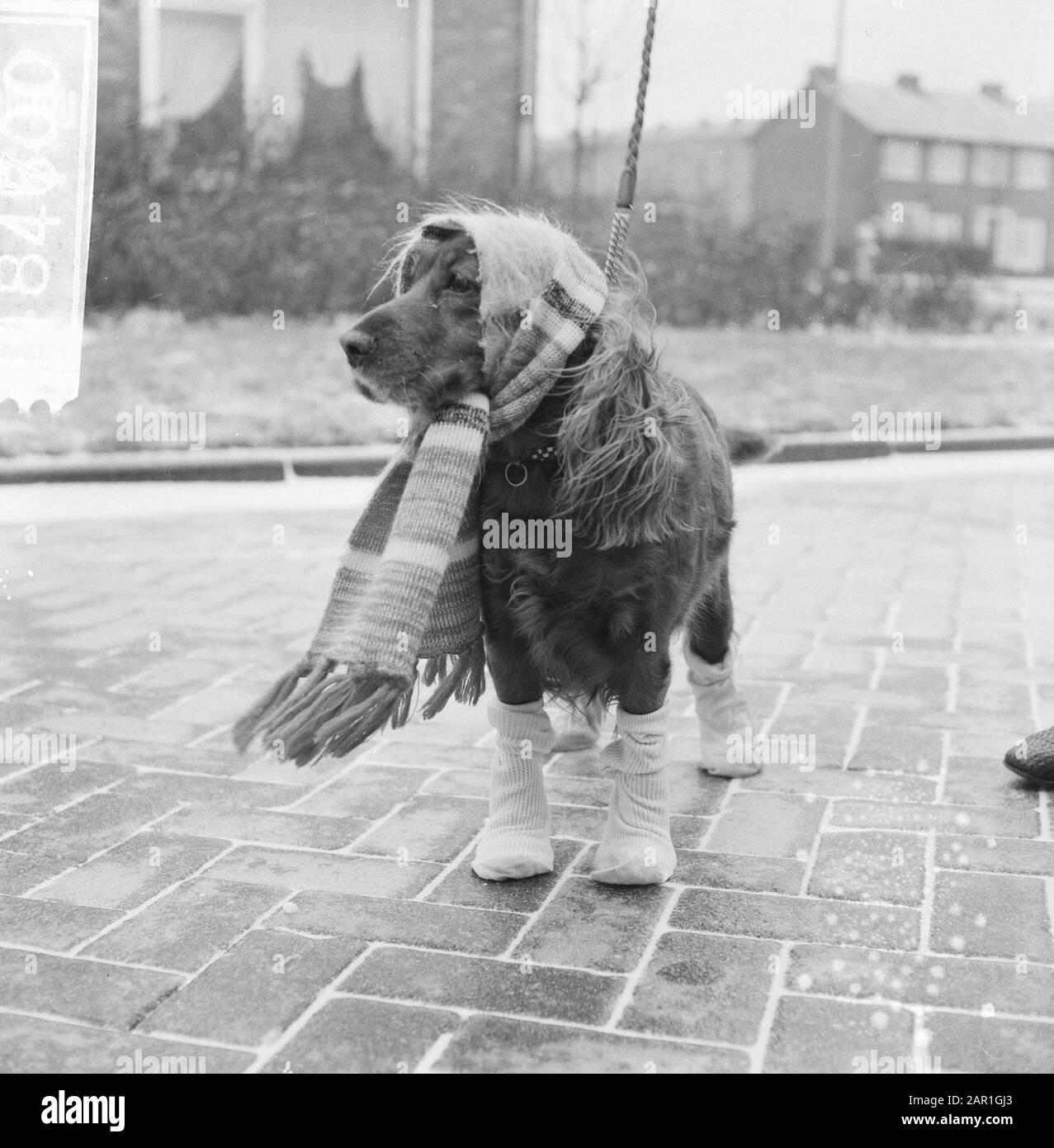 Tempo del cane durante il fine settimana; cane che indossa una cravatta e calzini cani, inverno, freddo, abbigliamento Data: 21 novembre 1965 Parole Chiave: Cani, abbigliamento, freddo, inverno Foto Stock