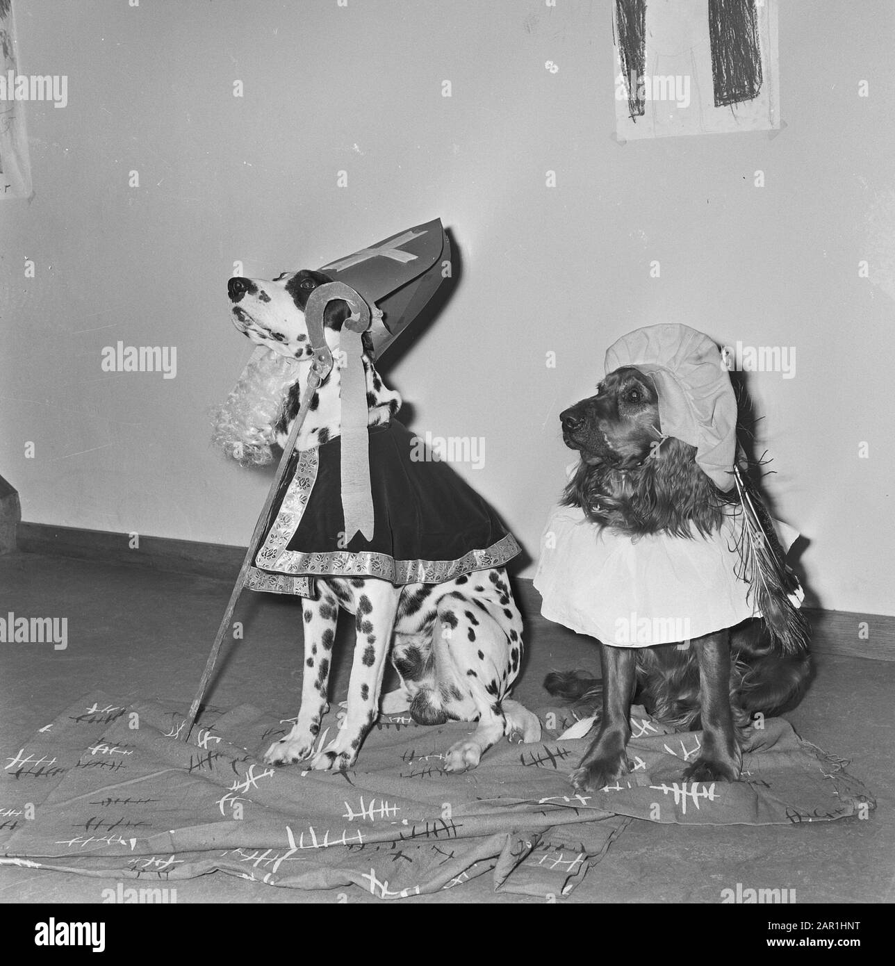Cani vestiti come Sinterklaas e Zwarte Piet da bambini in un asilo Data: 2 dicembre 1965 Parole Chiave: Cani, costumi Foto Stock