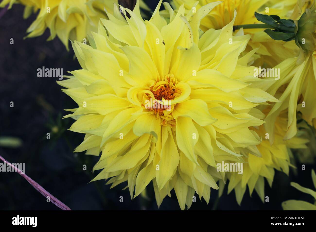 Giallo pompo dahlia fiore. Giallo Chrysanthemum fiore. Pompon Dahlia.Beautiful giallo Chrysanthemums decorativo, a volte chiamato mums o crisanth Foto Stock