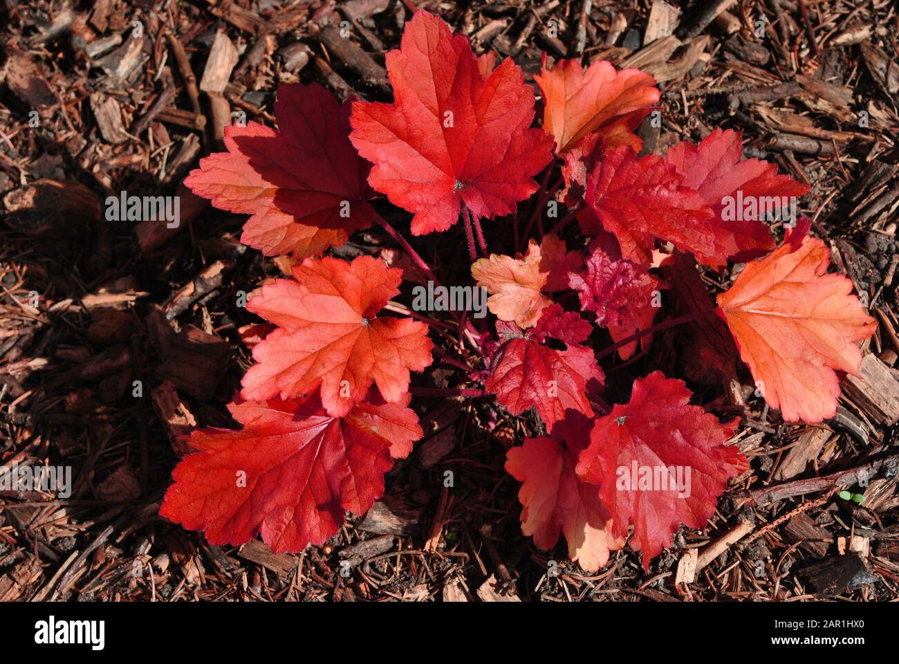 Foglie di origine di Rex-cultorum rosso, trama naturale di fondo di piante organiche, vista dall'alto Foto Stock