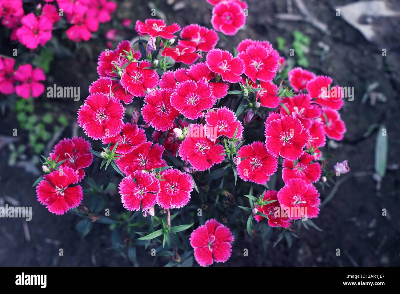 Rosa e bianco fiore gillyflower garofano flowers.gillyflower è la garofano o una pianta simile del genere Dianthus.Bright rosso selvaggio Dianthus b Foto Stock