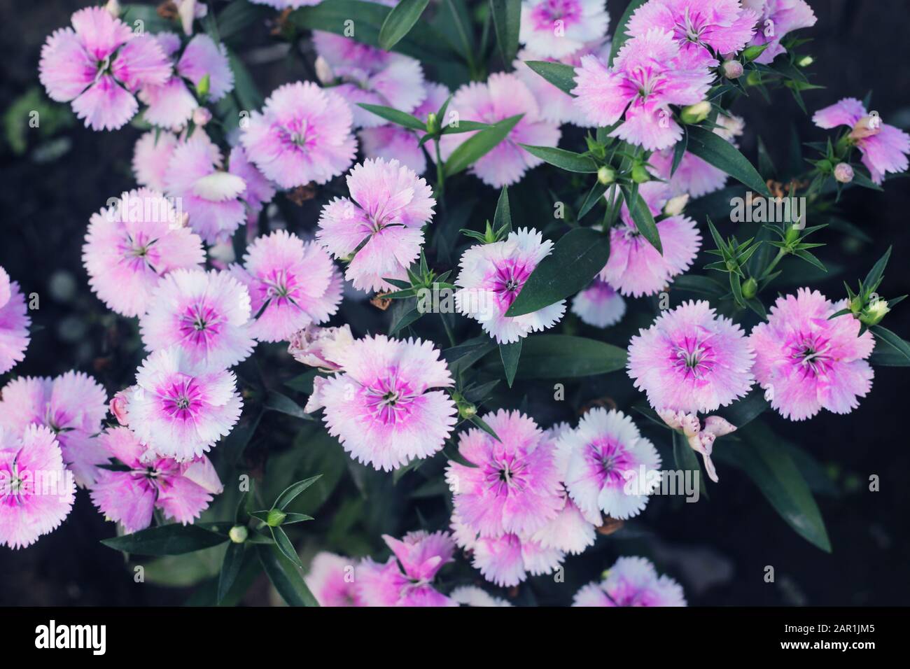 Rosa e bianco fiore gillyflower garofano flowers.gillyflower è la garofano  o una pianta simile del genere Dianthus.Bright rosso selvaggio Dianthus b  Foto stock - Alamy