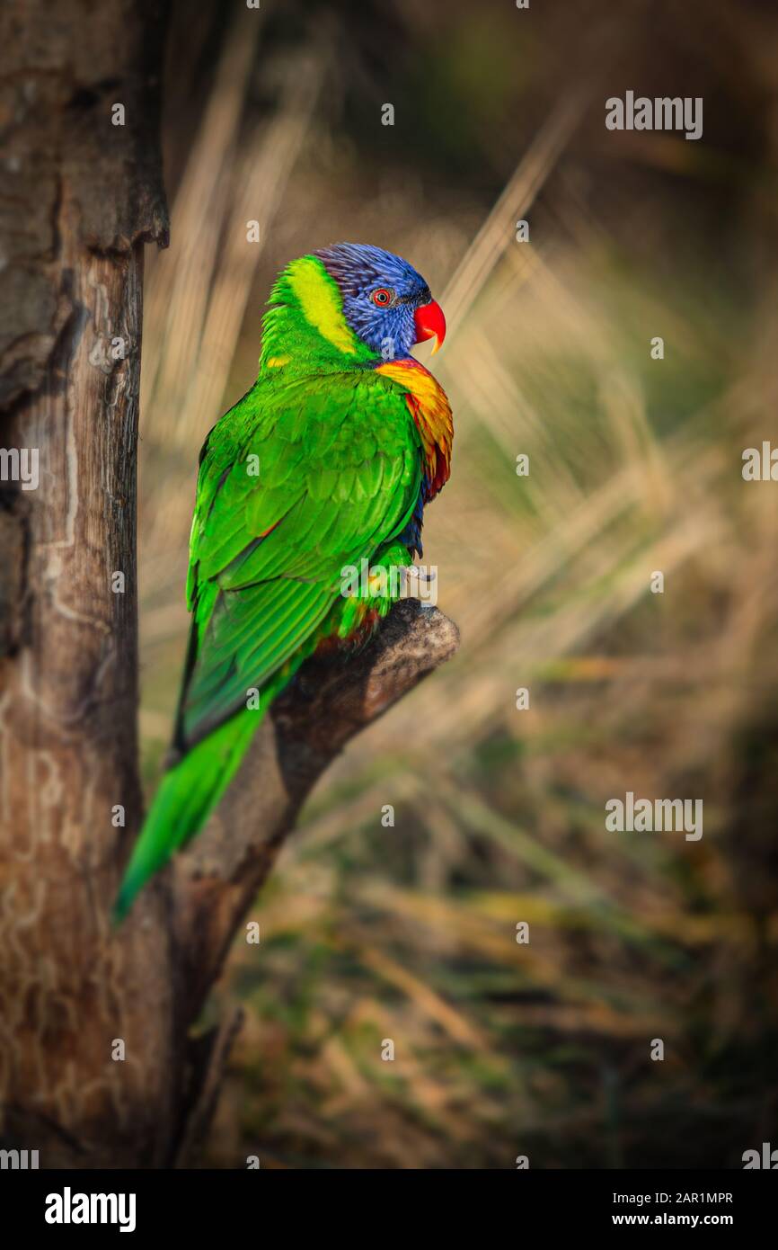 Immagine verticale di un lorichetto arcobaleno colorato, un pappagallo blu, arancione, verde e giallo con occhi rossi e becco arroccato su un albero in una giornata di sole. Foto Stock