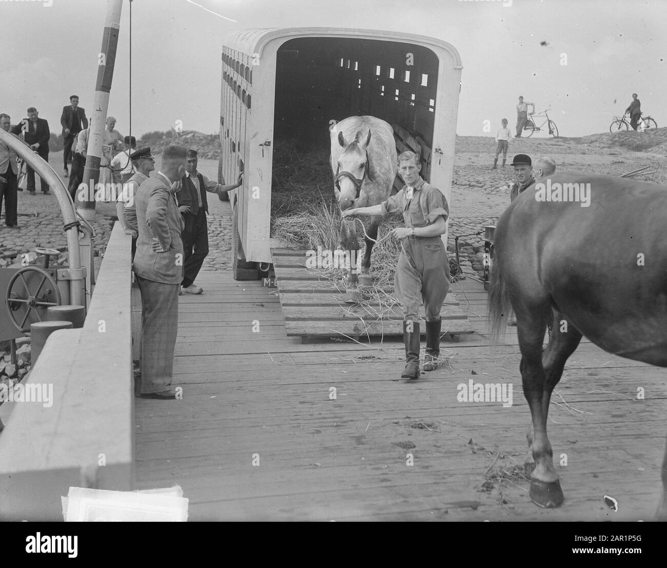 Trasporto Di Cavalli Tielse Veer Data: 26 Agosto 1949 Luogo: Gelderland, Tielse Veerl Foto Stock