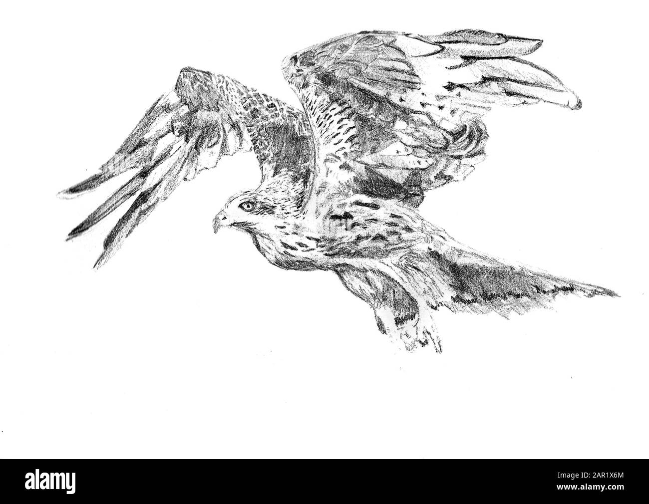 Un disegno di un falco Foto Stock