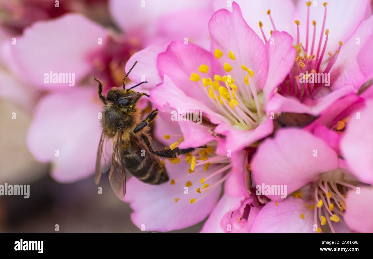 Ape (apis mellifera) impollinante fiori di mandorla (prunus dulcis), vista ravvicinata Foto Stock