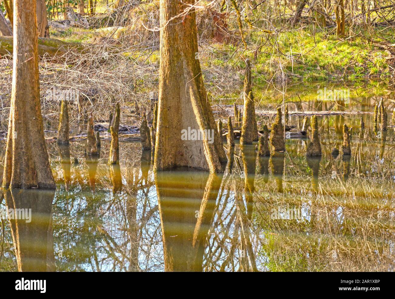 Riflessioni nelle calme acque di una parte inferiore della foresta nel Congaree Parco Nazionale in Carolina del Sud Foto Stock