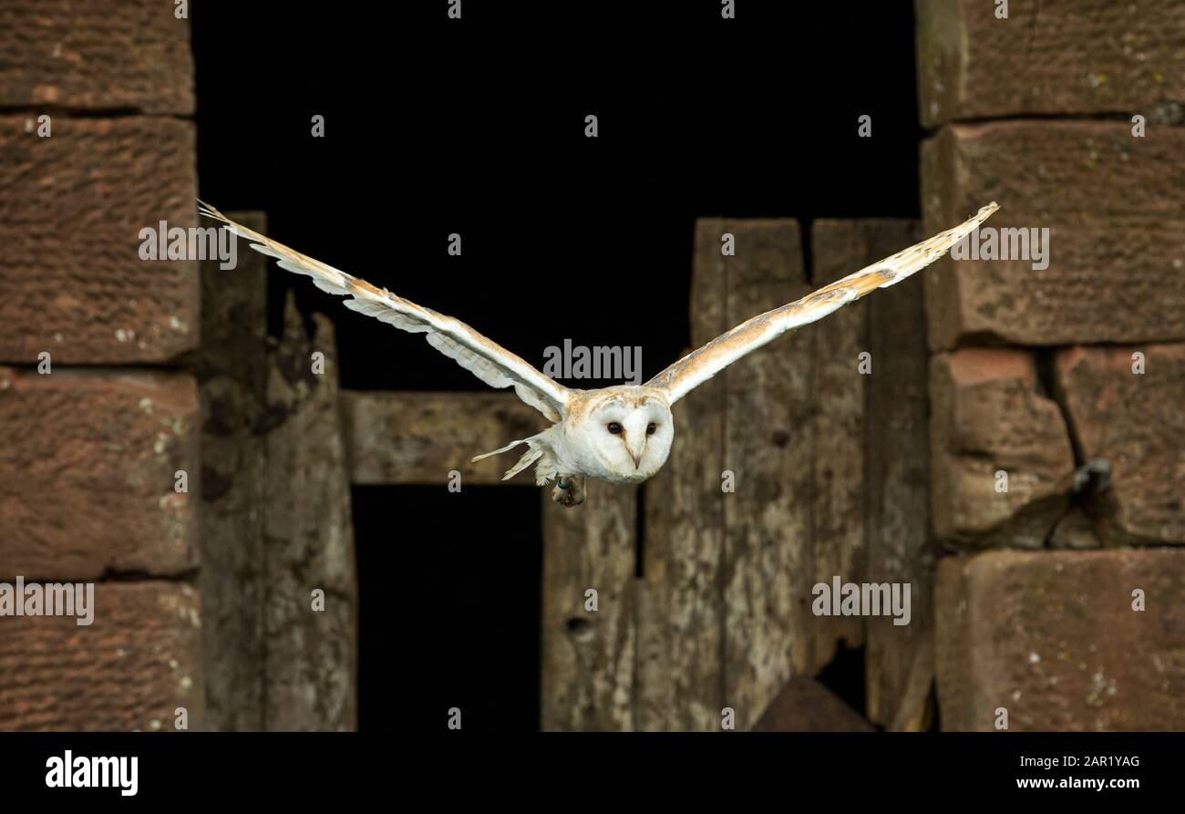 Barn Owl (nome scientifico: Tito Alba) in habitat naturale, con ali distese e volare lontano da un vecchio fienile. Primo piano. Orizzontale. Spazio per Foto Stock