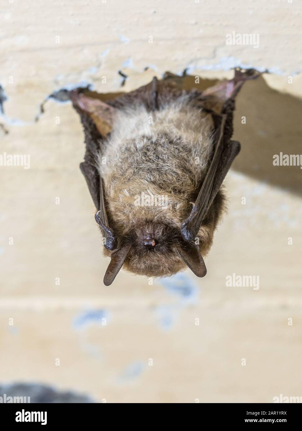 Pipistrello sussurrato (Myotis mymistacinus) ibernante sul soffitto di bunker sotterraneo nei Paesi Bassi Foto Stock