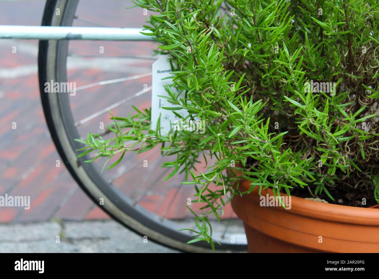 Rosmarino pentola primo piano Foto Stock
