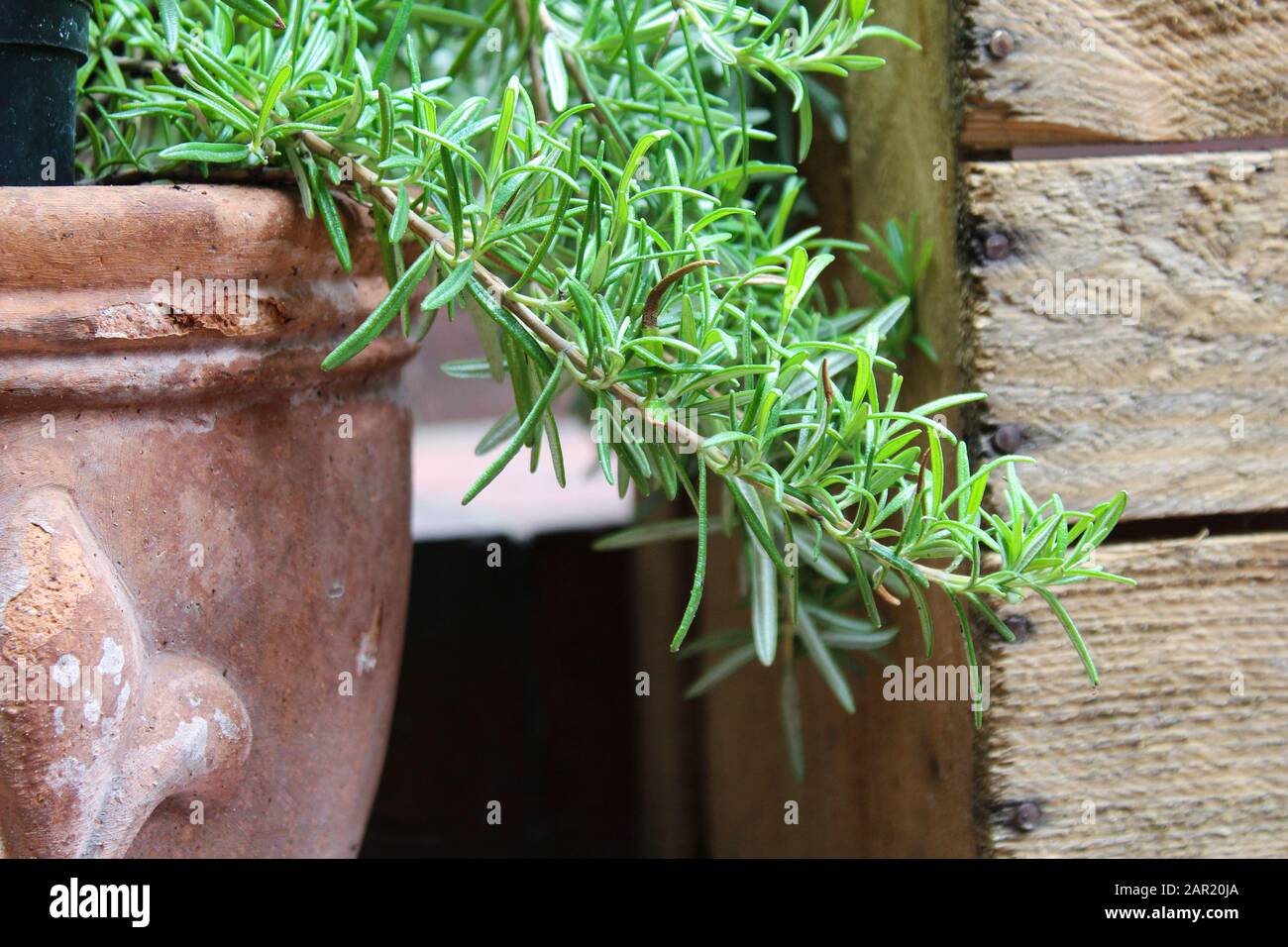 Rosmarino pentola primo piano Foto Stock