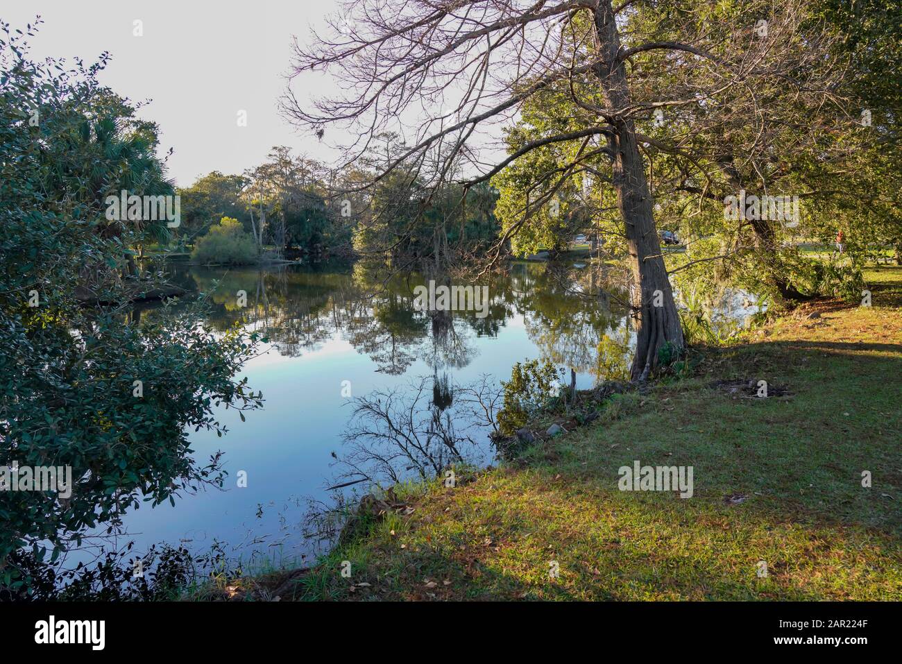 New Orlean, Louisiana, Stati Uniti, City Park - 5 gennaio 2020; Paesaggi con gli alberi e l'acqua Foto Stock