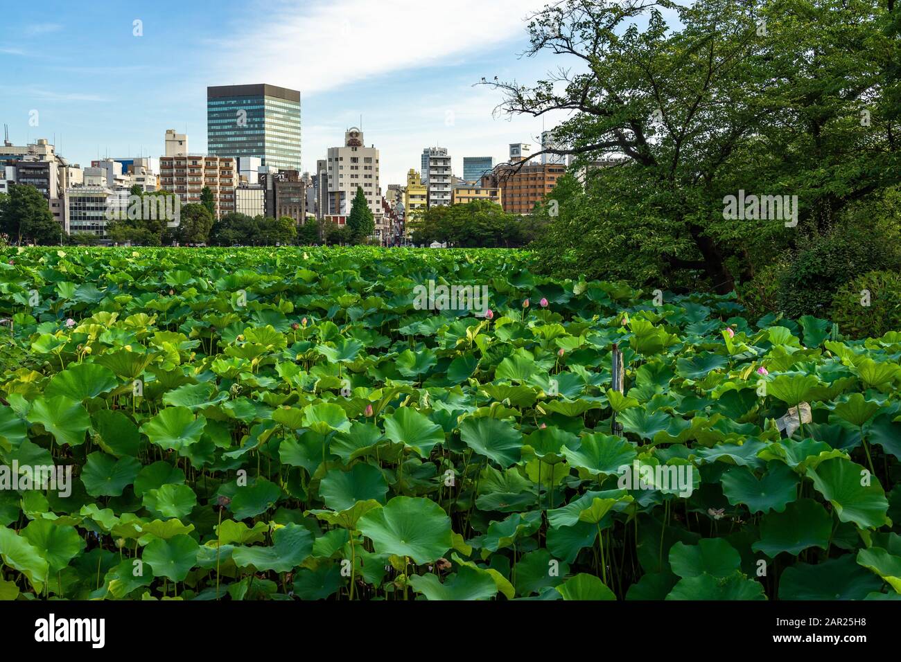 Lago coperto di loto con lo skyline di Tokyo nel sfondo Foto Stock