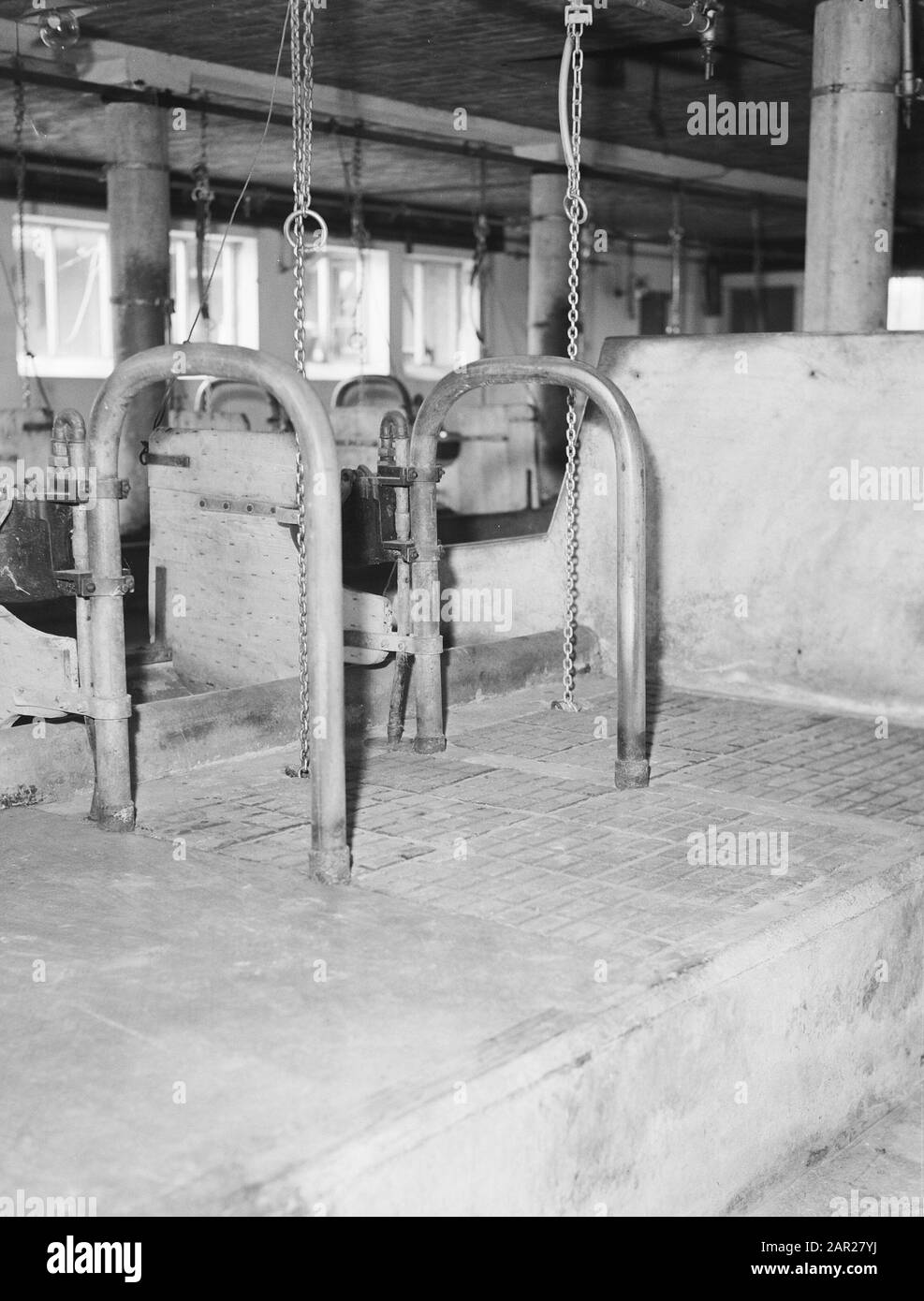Fattoria sperimentale Data: Luglio 1956 Località: Piccioni Parole Chiave: Interni, stalle e fienili, stallittili, bestiame Foto Stock Fattoria sperimentale Data: Luglio 1956 Località: Piccioni Parole Chiave: Interni, stalle e fienili, stallittili, bestiame Foto Stock