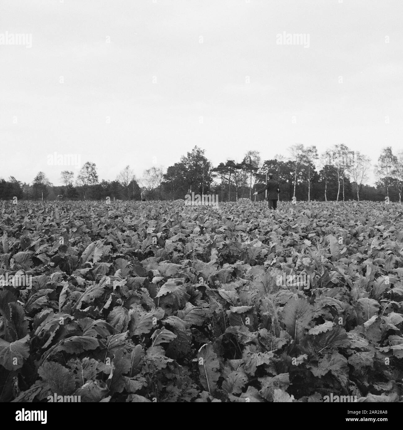 Topografia, uomini, alberi, terra, anno: Novembre 1961 Località: Pari Parole Chiave: Alberi, rilievi topografici, uomini, terra Foto Stock