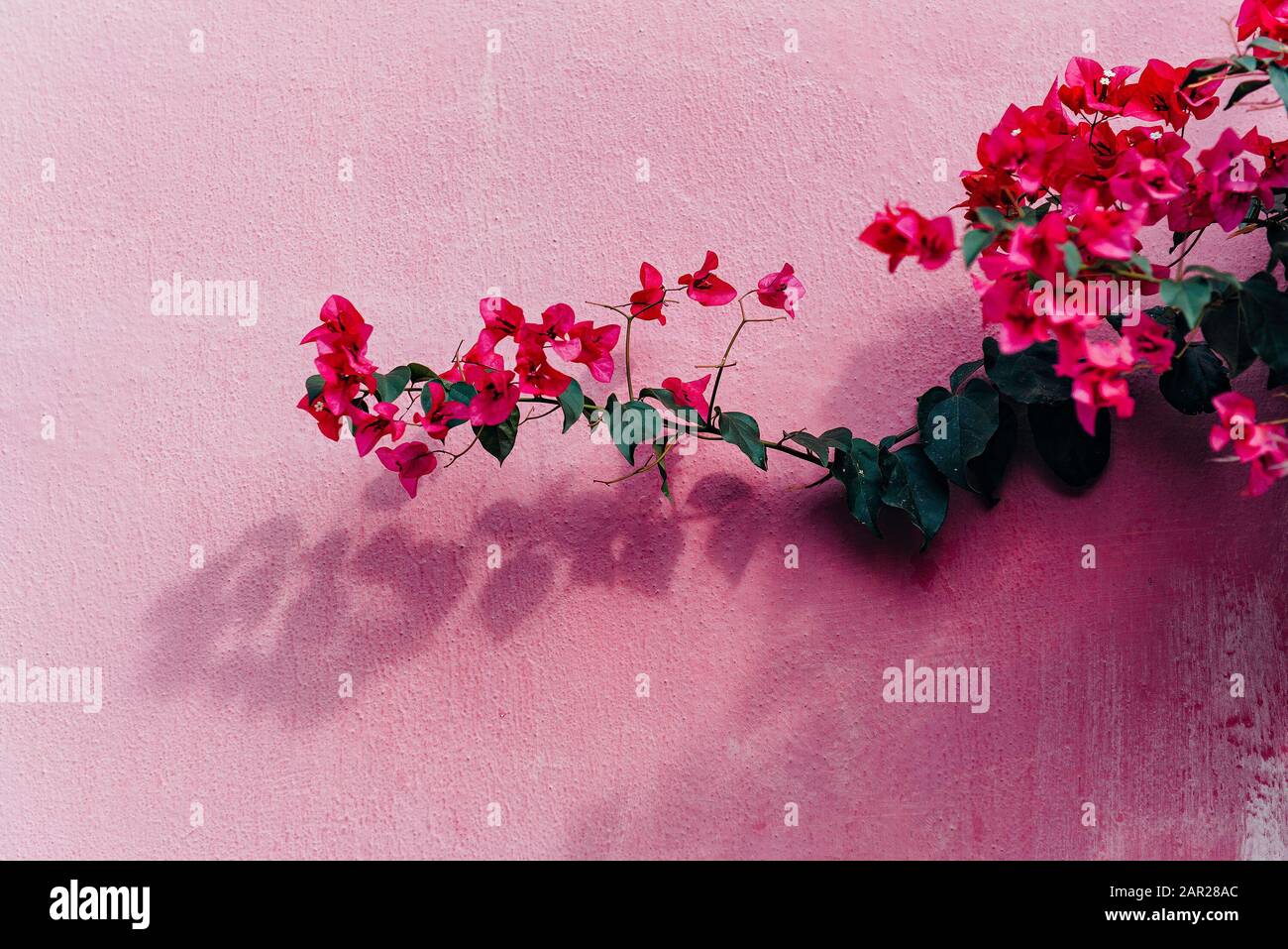 Fiori di bougainvillea magenta in fiore. Fiori di Bougainvillea come sfondo. Sfondo floreale su parete rosa. Foto Stock