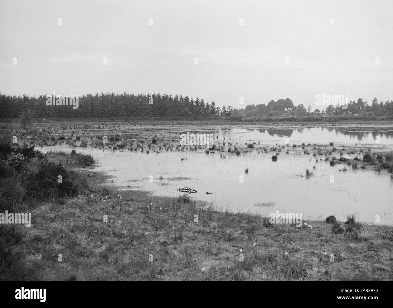 Terre selvagge, bellezza naturale, fens, marshlands Data: Giugno 1952 luogo: Drenthe Parole Chiave: Marshlands, bellezza naturale, fens, terre selvagge Foto Stock