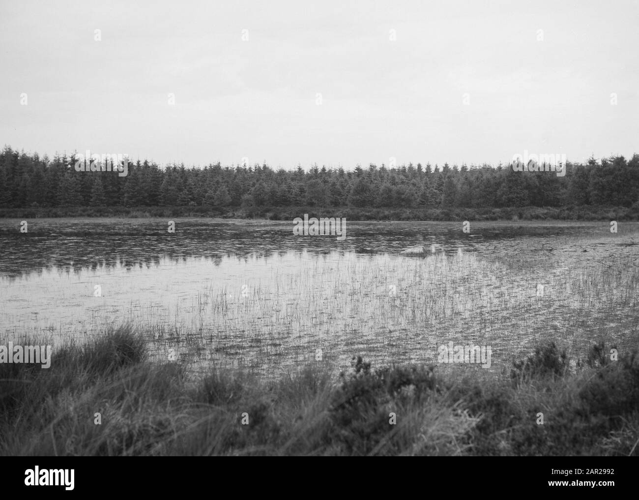 Terre selvagge, bellezza naturale, fens Data: Giugno 1952 luogo: Drenthe Parole Chiave: Bellezza naturale, fens, terre selvagge Foto Stock