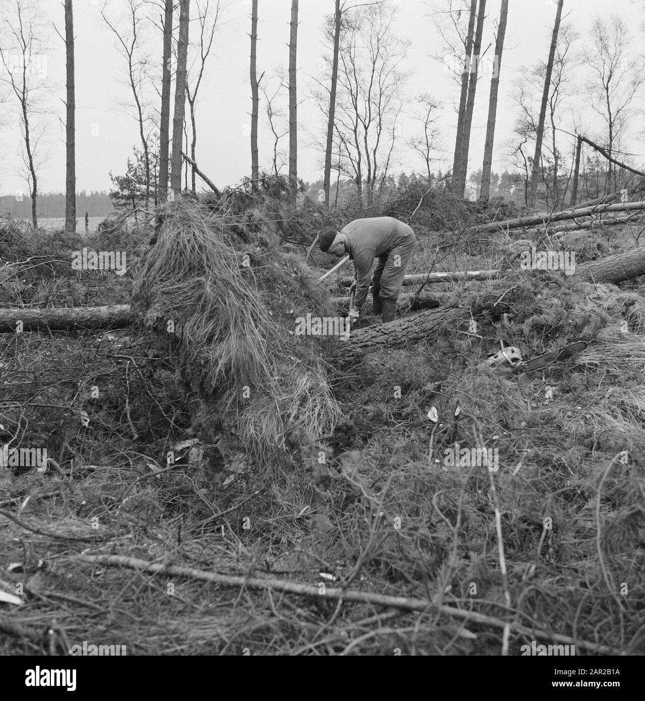 Storm Damage, Forest, estate, rettangolo Data: Novembre 1972 luogo: Dalfsen Parole Chiave: Foreste, terreni, danni da tempesta Nome personale: Recteren Foto Stock