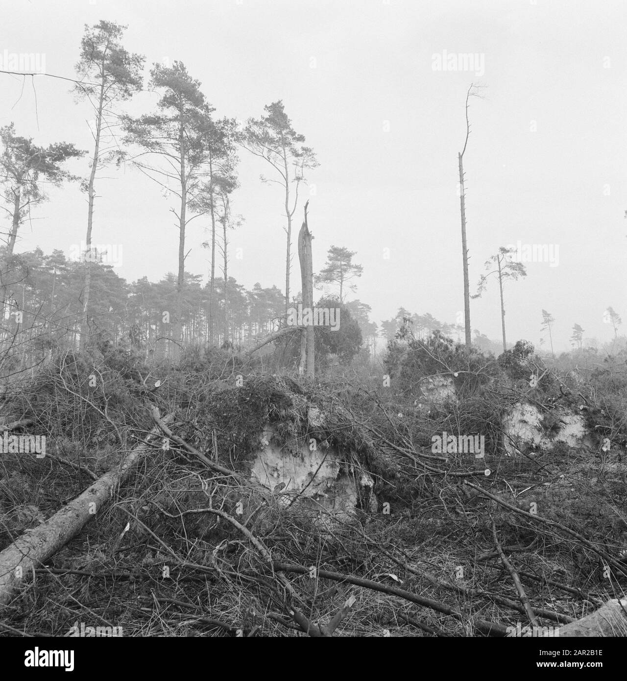 Storm Damage, Forest, estate, rettangolo Data: Novembre 1972 luogo: Dalfsen Parole Chiave: Foreste, terreni, danni da tempesta Nome personale: Recteren Foto Stock