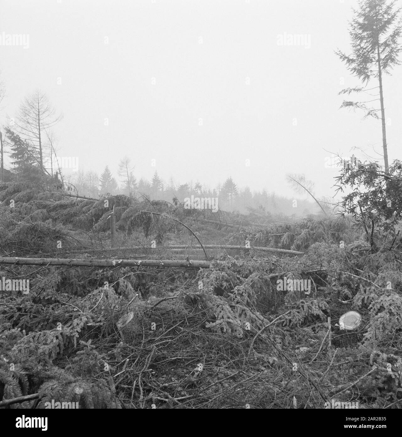 Tempesta danni, foreste Data: Novembre 1972 luogo: Dalfsen Parole Chiave: Foreste, danni tempesta Foto Stock