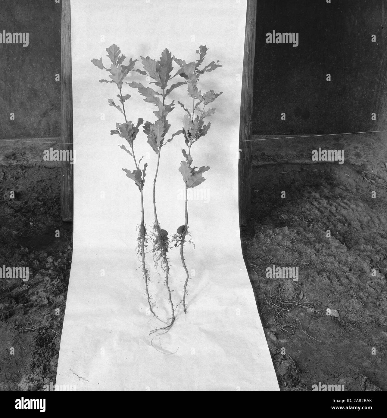 Rovere, rovere nativo Data: 1965 Parole Chiave: Rovere Nome personale: Rovere indigeno Foto Stock