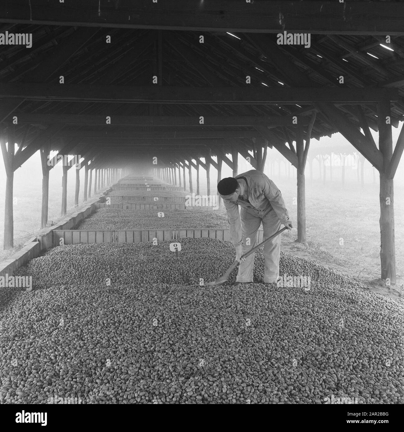 Quercia, acorns, lavoratori Data: Novembre 1958 luogo: Spijk Parole Chiave: Lavoratori, acorns, quercia Foto Stock