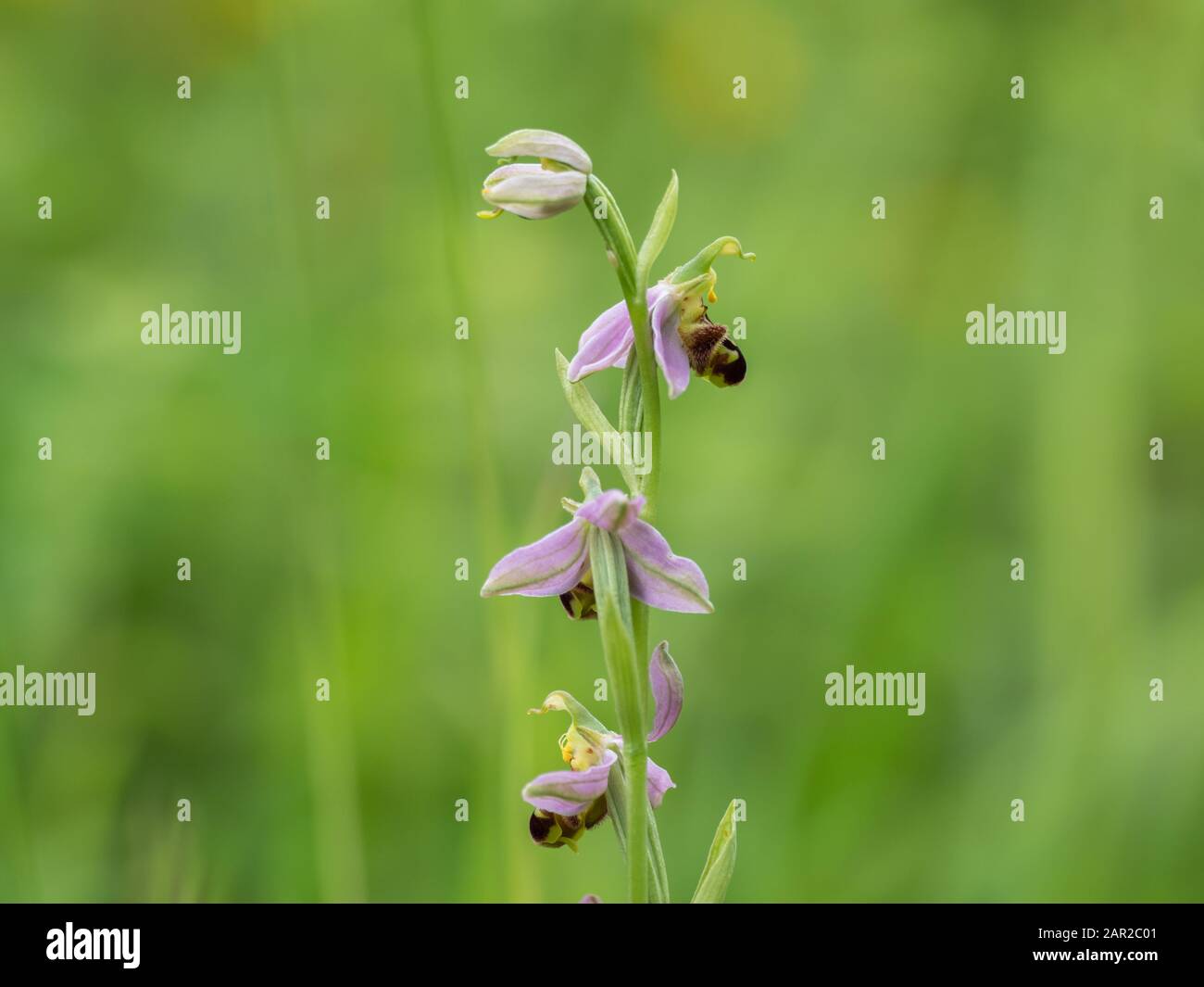 Ape Orchidea ( Ophrys Apifera ). Primo piano. Foto Stock