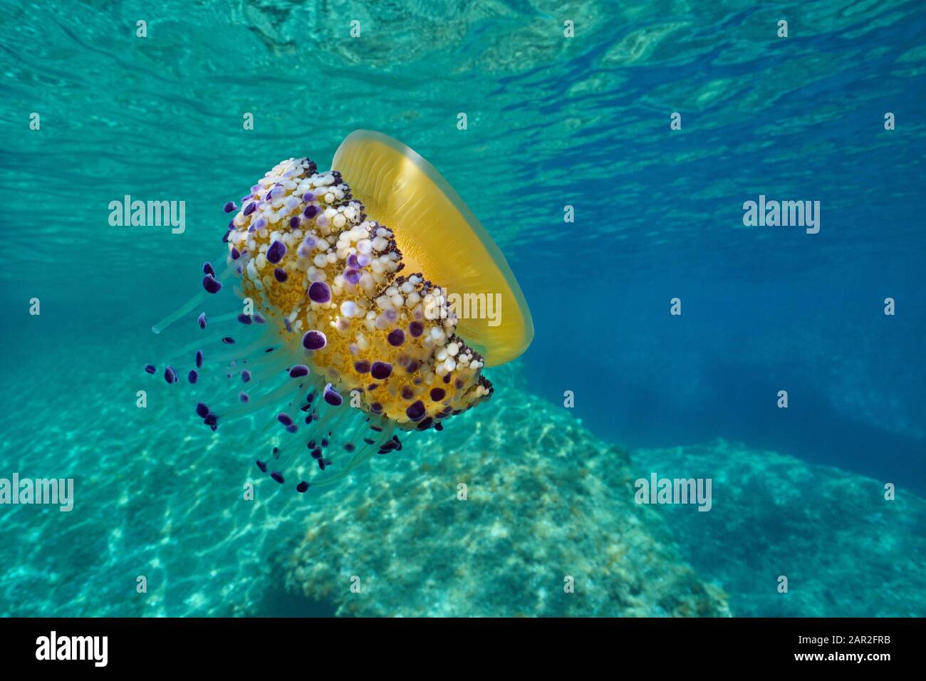 Meduse mediterranee, Cotylorhiza tuberculata, sott'acqua vicino alla superficie del mare, Costa Azzurra, Francia Foto Stock