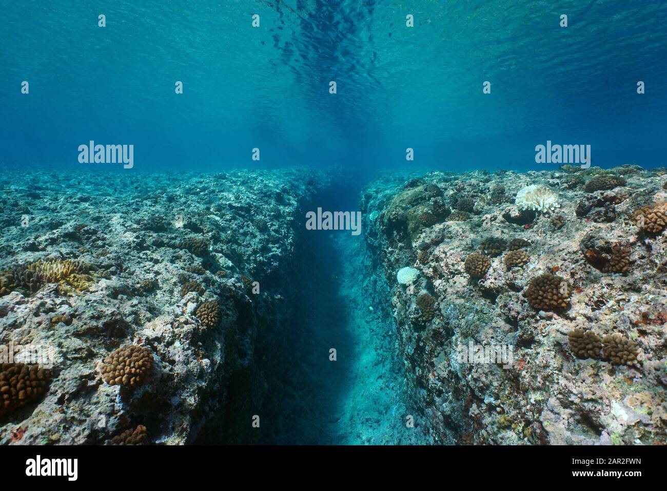 Scogliera rocciosa erosa dal rigonfiamento, una trincea sul fondo dell'oceano, mare sott'acqua, oceano Pacifico, Polinesia francese Foto Stock