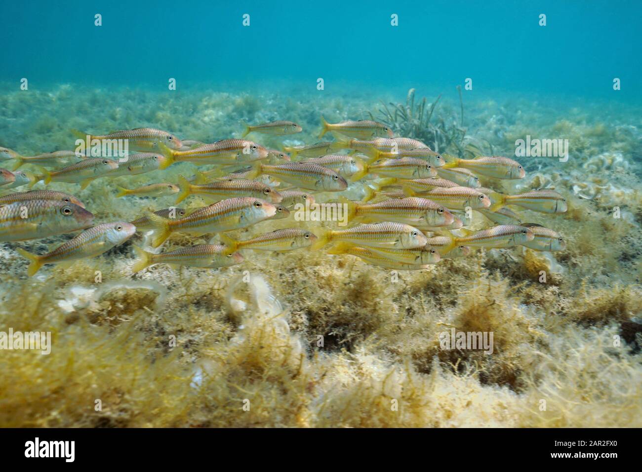Scuola di pesce, triglie rosse (Mullus surmuletus) sott'acqua nel Mediterraneo, Spagna, Costa Brava, Cadaques, Catalogna, Cap de Creus Foto Stock