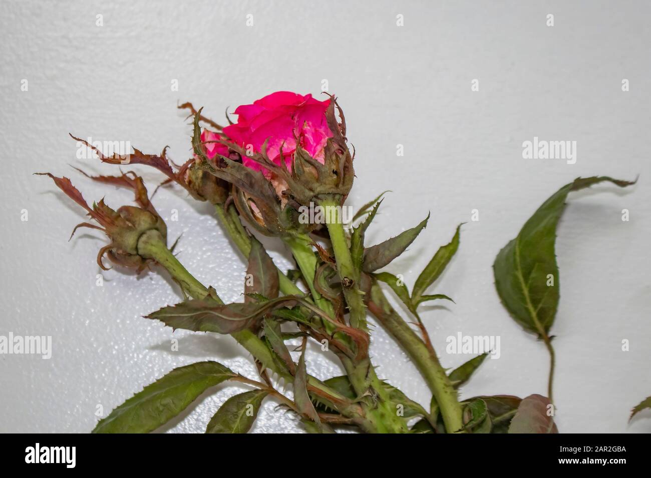Una rosa da un cespuglio infettato con un virus chiamato rosetta sparsa da acari piccoli trasportati dal vento Foto Stock