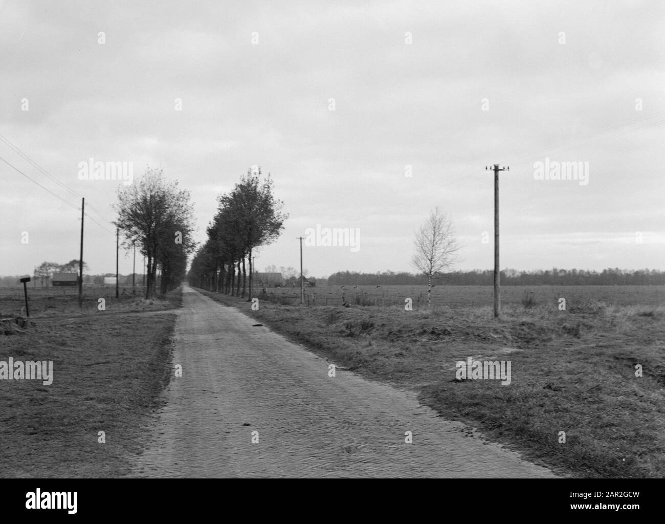 Novembre 1954 Data: Undata luogo: Overijssel, Weitemanslanden Parole Chiave: Alberi, paesaggi Nome personale: Pioppo Foto Stock