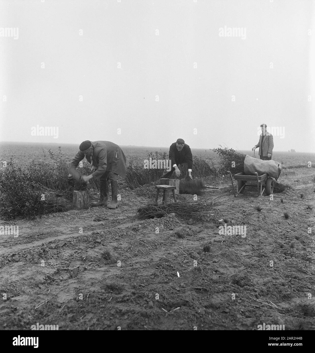 Uomini, lavoro, carriole, borse, arbusti Data: Parole Chiave dense: Carriole, uomini, arbusti, lavoro, borse Foto Stock