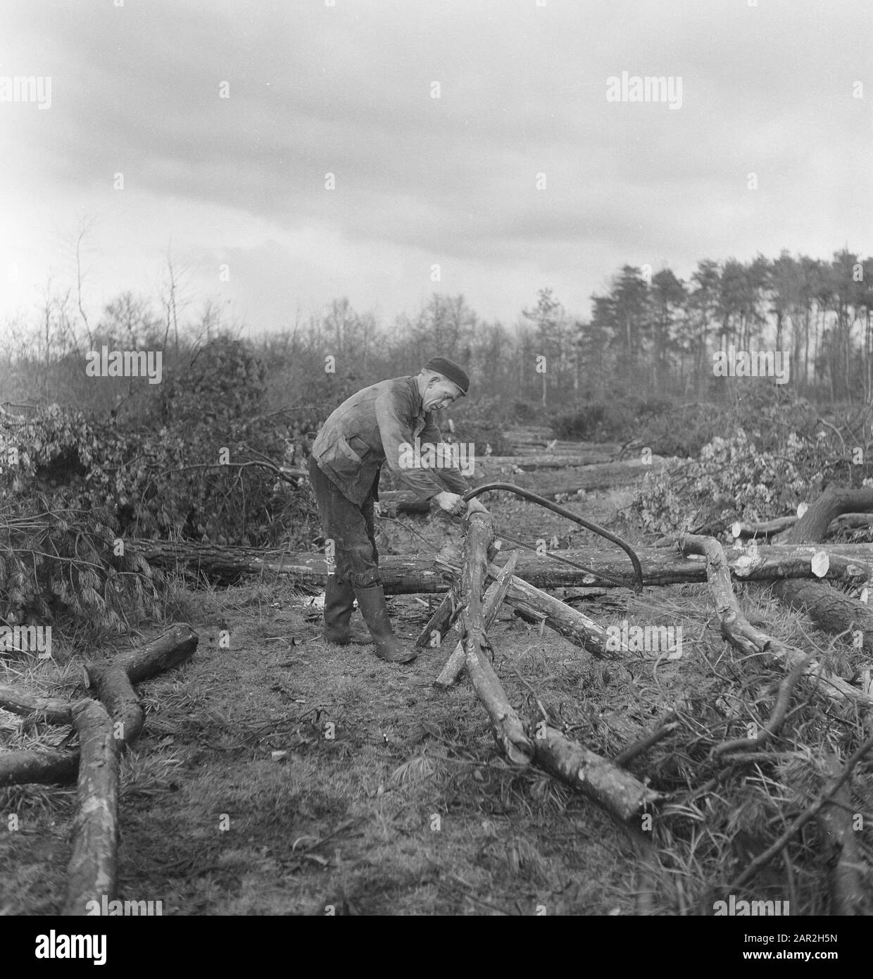 Segare un tronco di albero con una sega ad arco Data: Parole Chiave non date: Operai, tronchi di albero, legno, attrezzi Foto Stock