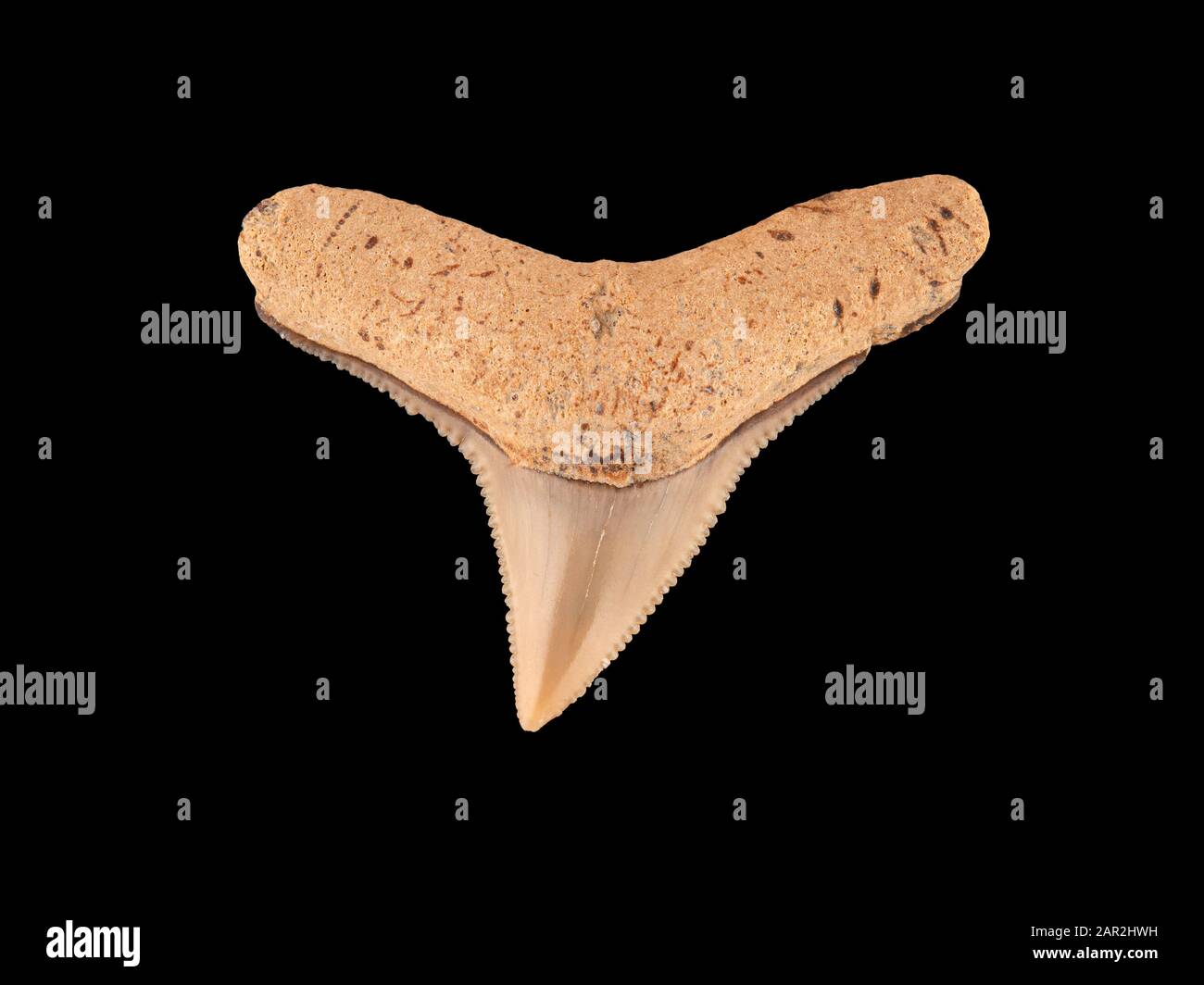 Dente fossile della mascella superiore di uno squalo requiem, specie di Carcharhinus. Questo dente è stato perso da uno squalo in epoca Miocene, che si estendeva da 5 t. Foto Stock