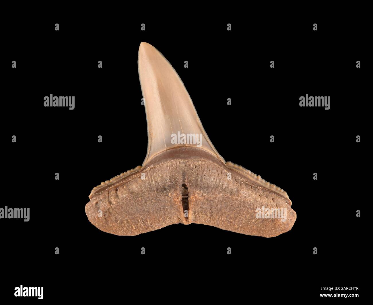 Dente fossile della mascella superiore di uno squalo requiem, specie di Carcharhinus. Questo dente proviene dall'epoca del Miocene, che si estendeva da 5 a 23 milioni Foto Stock