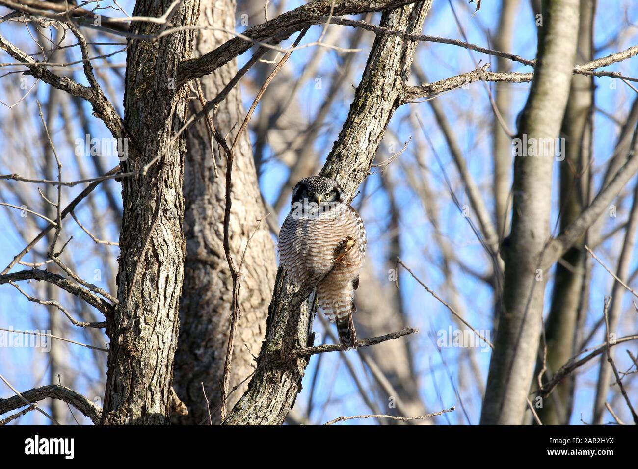 Northern Hawk Owl Foto Stock
