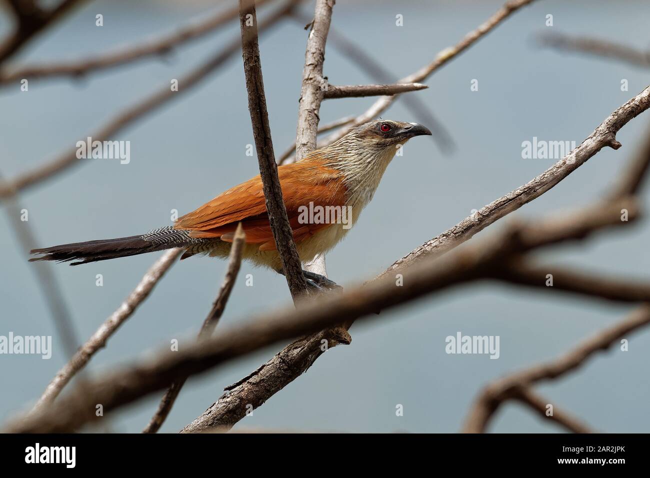 Coucal bianco-bruno - Centropus superciliosus una specie di cucù della famiglia Cuculidae, che si trova nell'Africa sub-sahariana, le zone con copertura spessa garantita Foto Stock