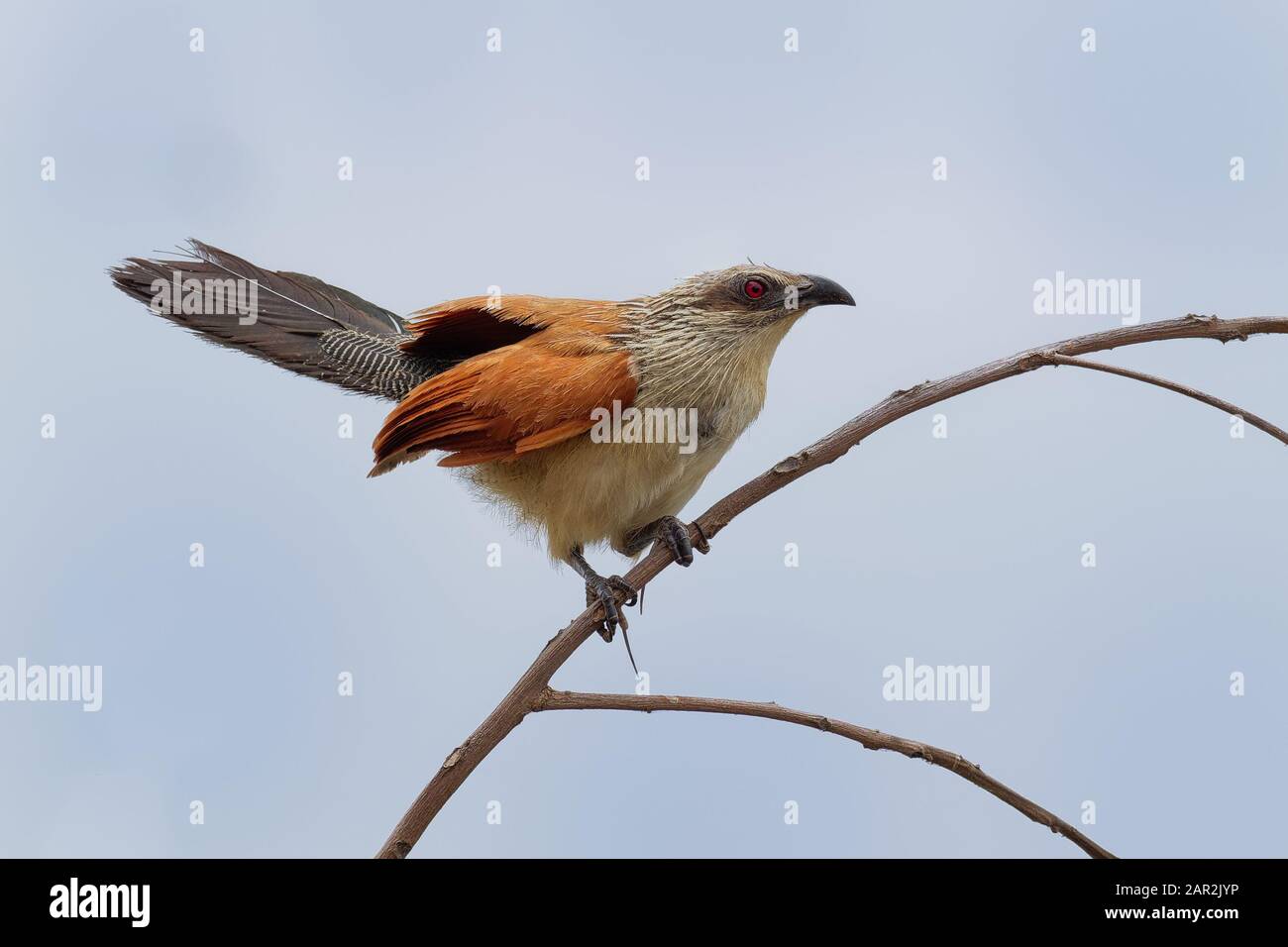 Coucal bianco-bruno - Centropus superciliosus una specie di cucù della famiglia Cuculidae, che si trova nell'Africa sub-sahariana, le zone con copertura spessa garantita Foto Stock