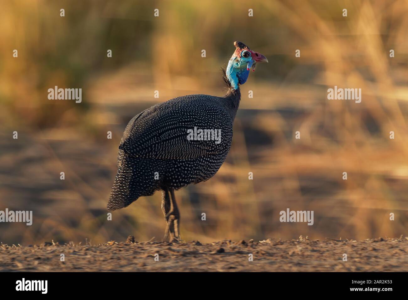 Numanae, Numanae, Numanae, Numanae, Numanae, Numanae, Numanae. Nativo dell'Africa sud del Sahara, introdotto nell'Ind occidentale Foto Stock