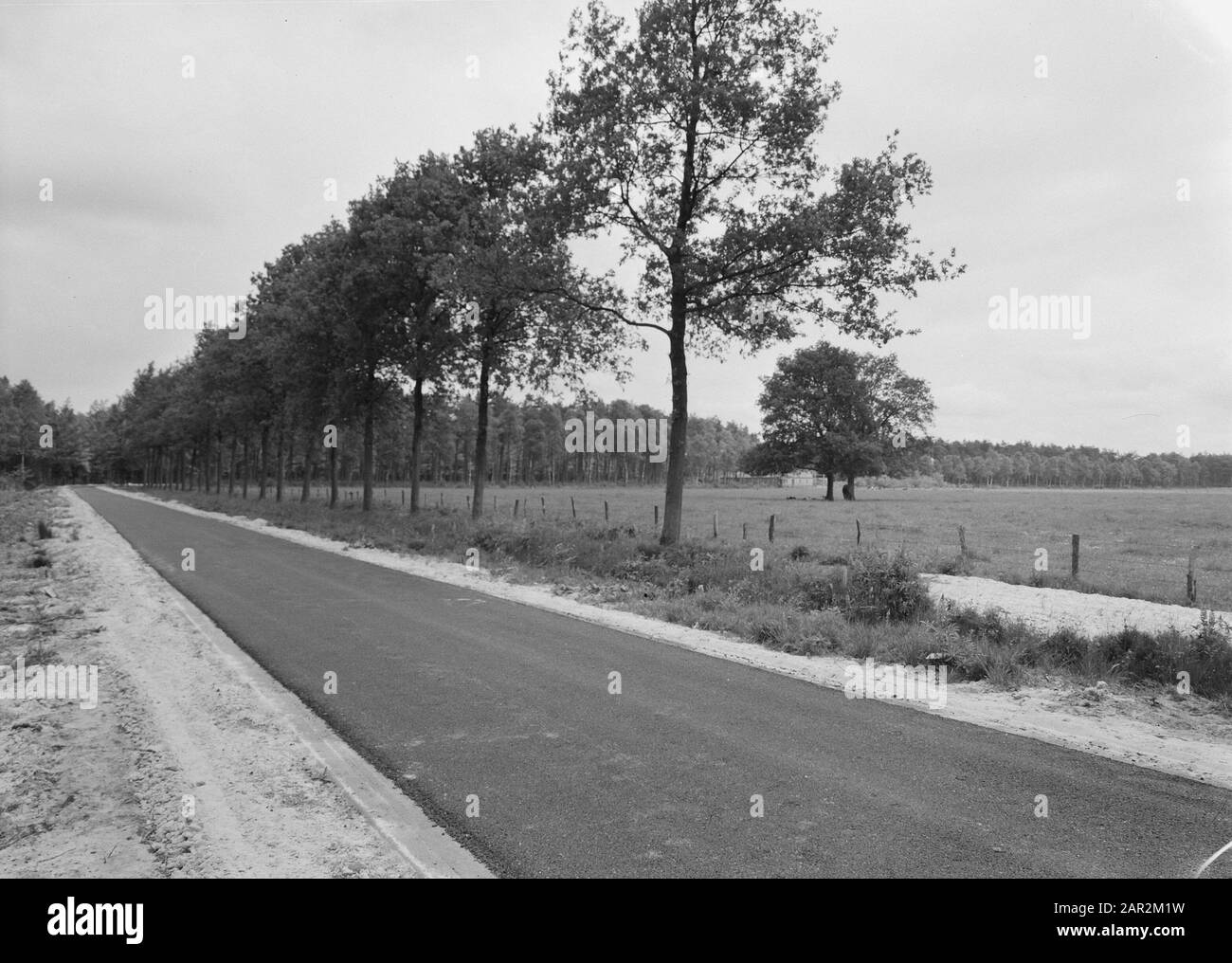 Landgoed De Utrecht Annotation: La proprietà deve il suo nome alla società di assicurazioni sulla vita De Utrecht, Insurance NV. Dal 1898, l'azienda sfruttava le grandi brughiere su larga scala. Il 25 maggio 1899 fu iniziata la prima 700 ettari. Le opere sono state eseguite dall'Heideme. Alla fine, il brughiera fu convertito in 1800 ettari di foresta e 600 ettari di terreno agricolo, mentre 400 ettari di terreno naturale continuarono ad esistere. Data: Luglio 1959 luogo: Esbeek Parole Chiave: Costruzione e miglioramento di strade, dighe e bacini di risparmio, proprietà, strade di campagna Foto Stock