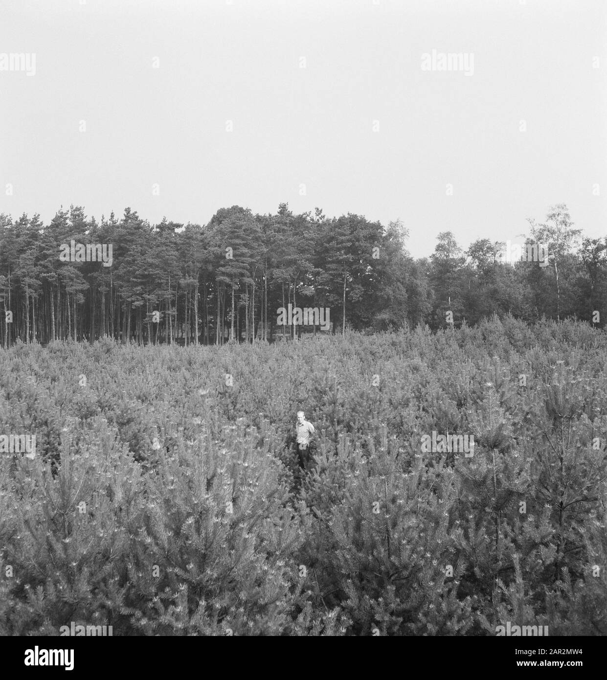 Foreste di conifere, lavoratori Data: Parole Chiave dense: Lavoratori, foreste di conifere Foto Stock