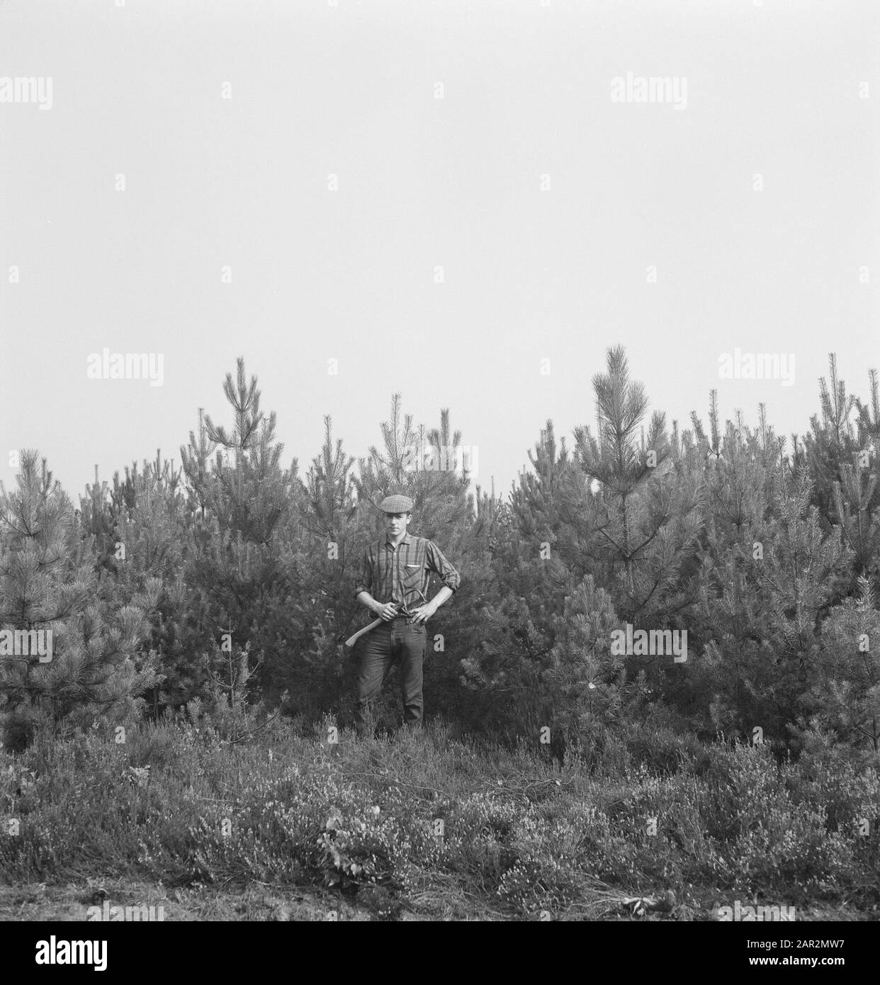 Foreste di conifere, lavoratori Data: Parole Chiave dense: Lavoratori, foreste di conifere Foto Stock
