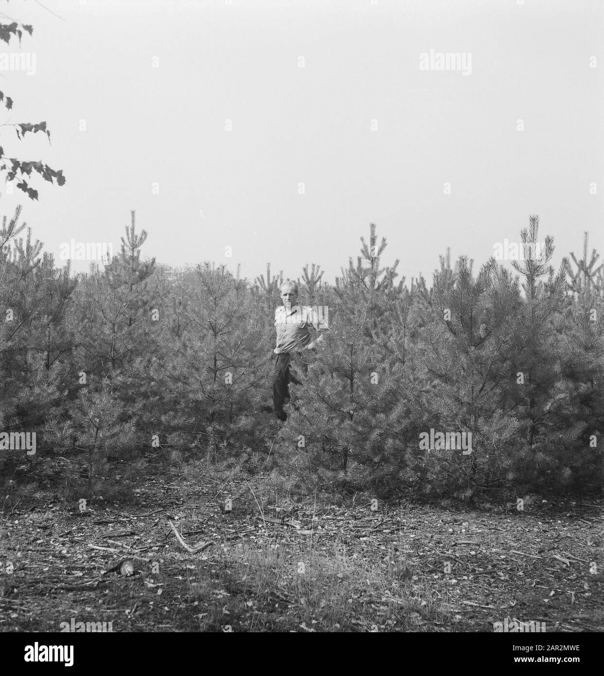 Foreste di conifere, lavoratori Data: Parole Chiave dense: Lavoratori, foreste di conifere Foto Stock